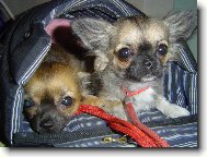 Jak nám to sluší na výstavě na kukačku