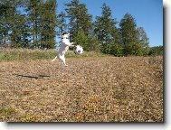 ......a ještě jedna fotbalová :)