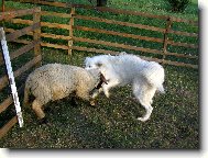 Souboj těžkých vah