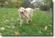 Hrdě si nese klacek