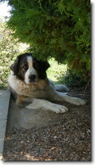 Bára - více na www.uandyho.blog.cz