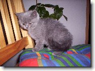 Britské kotě Britany