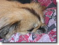 andílek který už na nás kouká z nebíčka