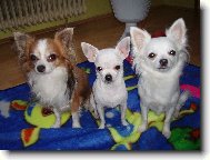 Kryštofek Jassinka a Terinka