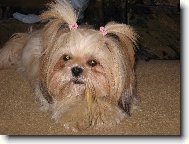 Suška ma rada kostičku