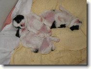 Po mléčném mejdanu.