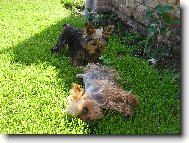 psí slečny Lady a Nely