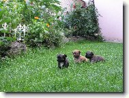 Třebaňské údolí