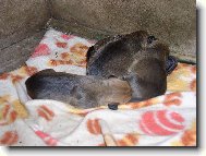 Krmení hladových mazlíčků