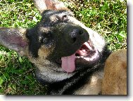 Ovčáčtí a Honáčtí psi