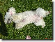 Moje zlatíčko Kela