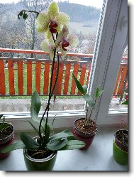Moje první Phalaenopsis