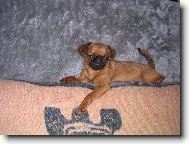 Cibulka Větrná pole