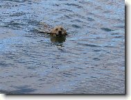 Nelly a oblíbený aport ve vodě