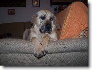 Abaúna Anavi Rachilem