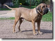 Bradock JB Santa Luzía 3 roky