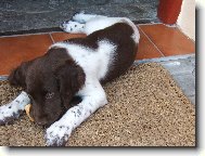 Malý münsterlandský ohař