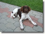 Malý münsterlandský ohař