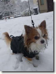 Kryštofek ve sněhu