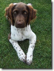 Malý münsterlandský ohař