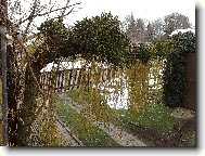 Jmelí na vrbě převislé.