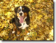 Fay na podzimní vycházce