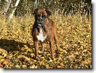 Blondy v podzimním slunci