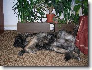 Pokojová pohodička