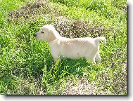 Nelly - 3 měsíční prďola