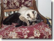 skotská klapouchá kočka