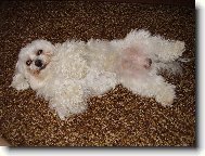 Náš miláček Samuel