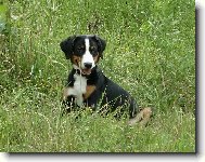 Abora z Velkého Újezda