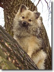 Německý špic malý vlkošedý