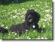 Pudl střední černý