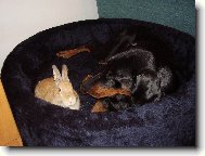 Návštěva v pelíšku