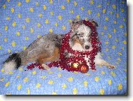 Vánoce,vánoce přicházejí...