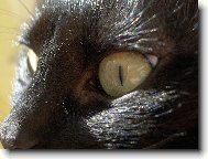 Fotogenická (K)Očka