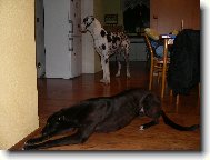 Orinek a irská lady DeeDee