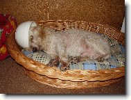 Na památku Ričinka...