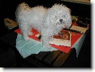 Můj první boloňáček