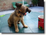 Nyní již název plemene Ruský toy