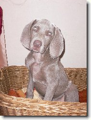 ještě se do košíku vejdu