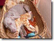 ve dvou se to lépe táhne