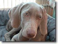 zamyšlení mladé krasavice