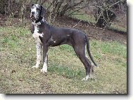 Abby - Andromeda Chotucká hvězda