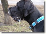 Arthur - Barneby od Šternberského hradu