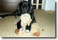 Arthur - Barneby od Šternberského hradu