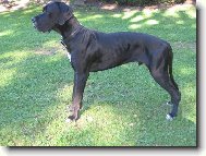 Arthur - Barneby od Šternberského hradu