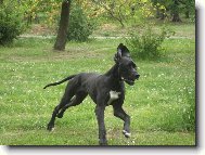 Arthur - Barneby od Šternberského hradu