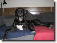 Arthur - Barneby od Šternberského hradu